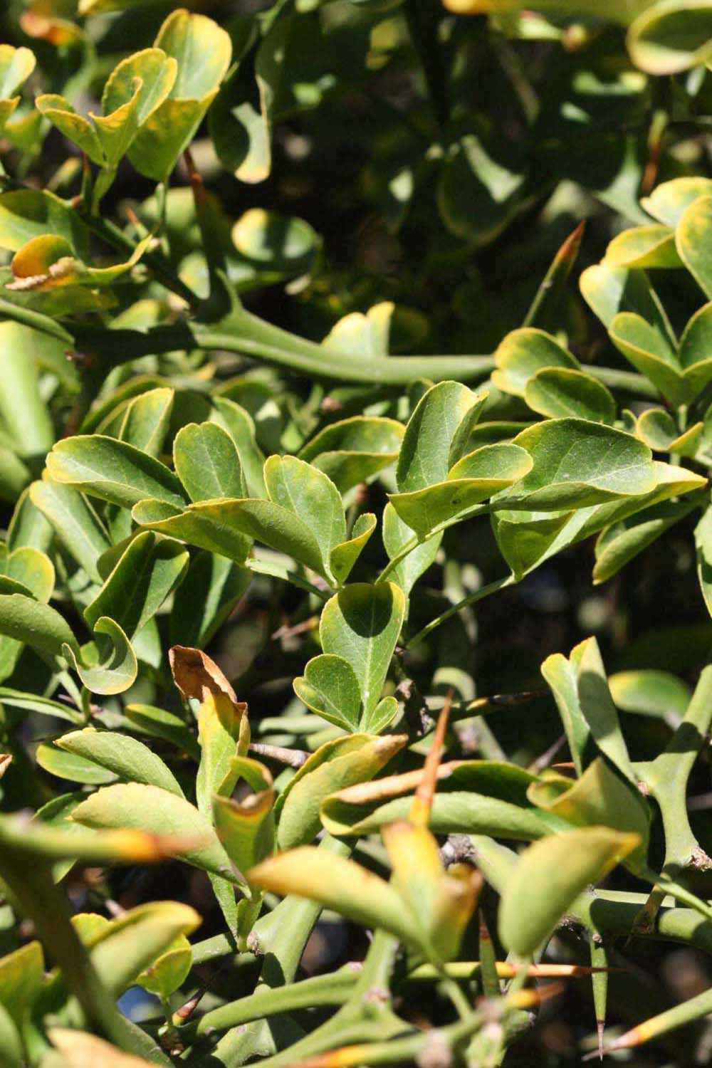              Sun leaves (Riverside, CA)       